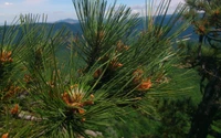 végétation, pinheiro, biome, arbre, épicéa