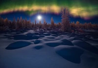 aurora, winter, night, tree, nature wallpaper