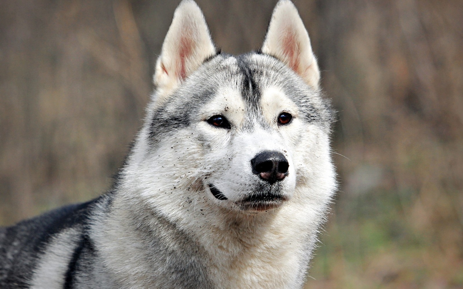 Ein mischlingshund mit einem schwarz-weißen gesicht und einer braunen nase (alaskan malamute, welpe, hunderasse, sakhalin husky, saarlooswolfhund)