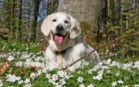 Golden Retriever, der sich unter Wildblumen entspannt