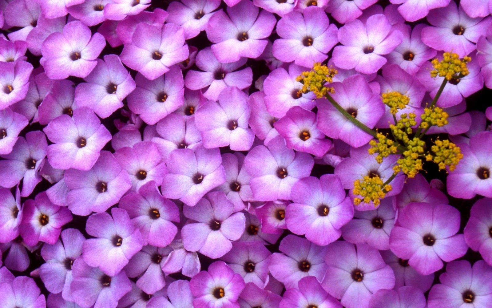 Un gros plan d'un bouquet de fleurs violettes avec des centres jaunes (pétale, violet, plante à fleurs, plante, plante annuelle)