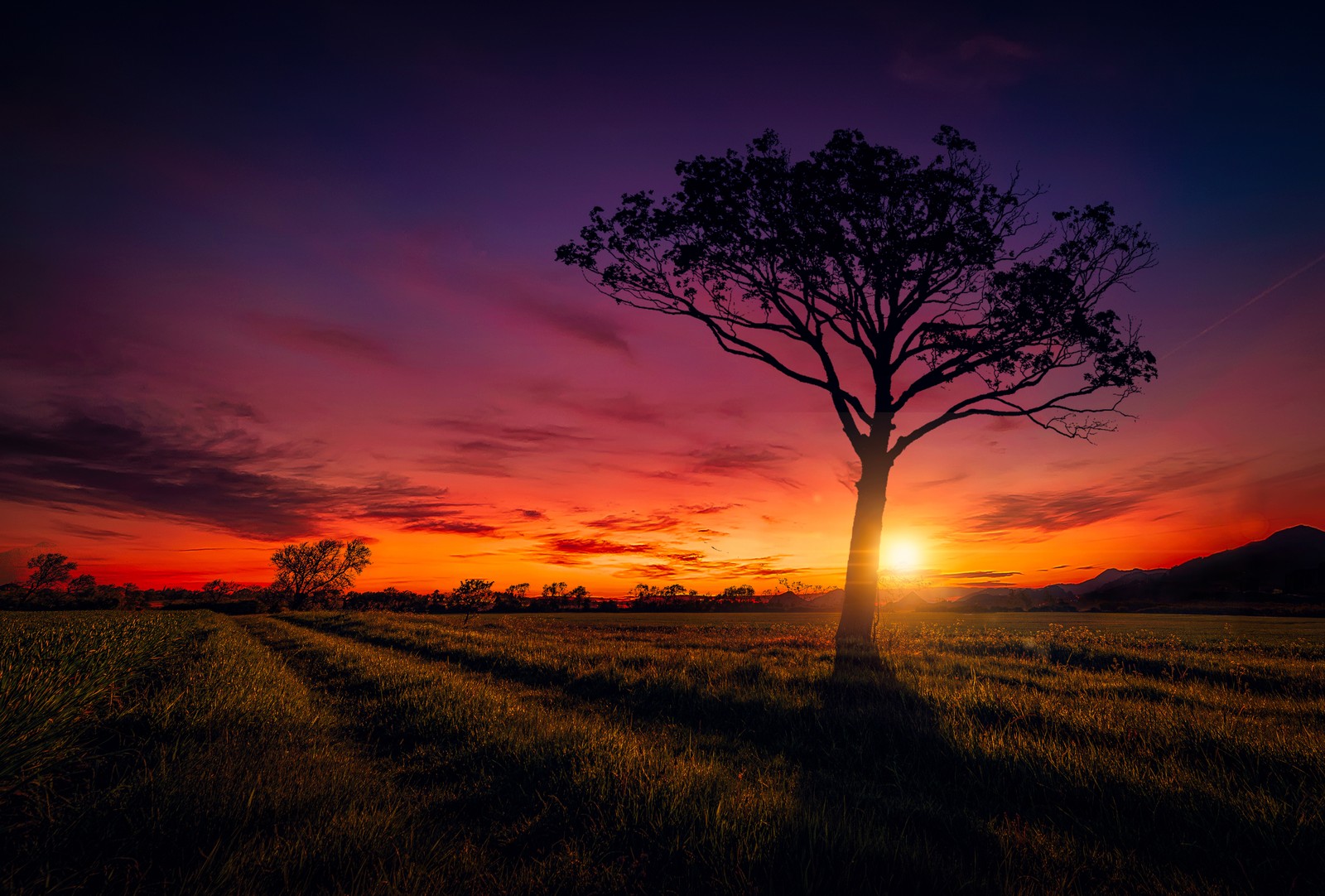 Un arbre solitaire dans un champ avec un coucher de soleil en arrière-plan (coucher de soleil, ciel orange, paysage, violet, nuages)