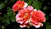 Rosas Floribunda rosa vibrante em flor