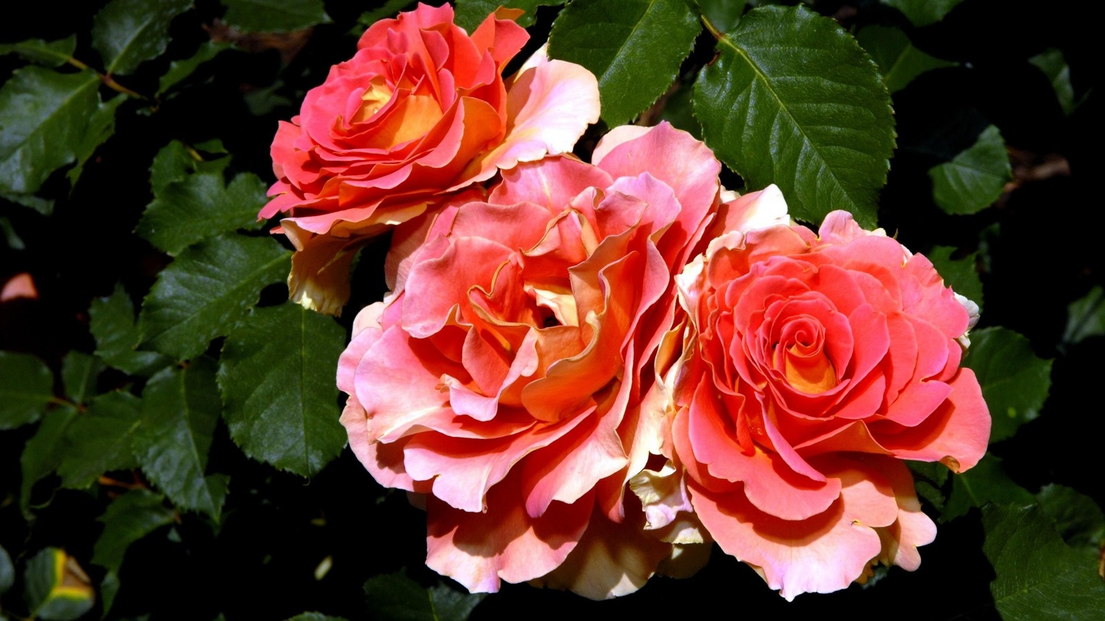 Hay tres rosas que están floreciendo en el jardín (rosas de jardín, rosa, planta floreciendo, pétalo, floribunda)