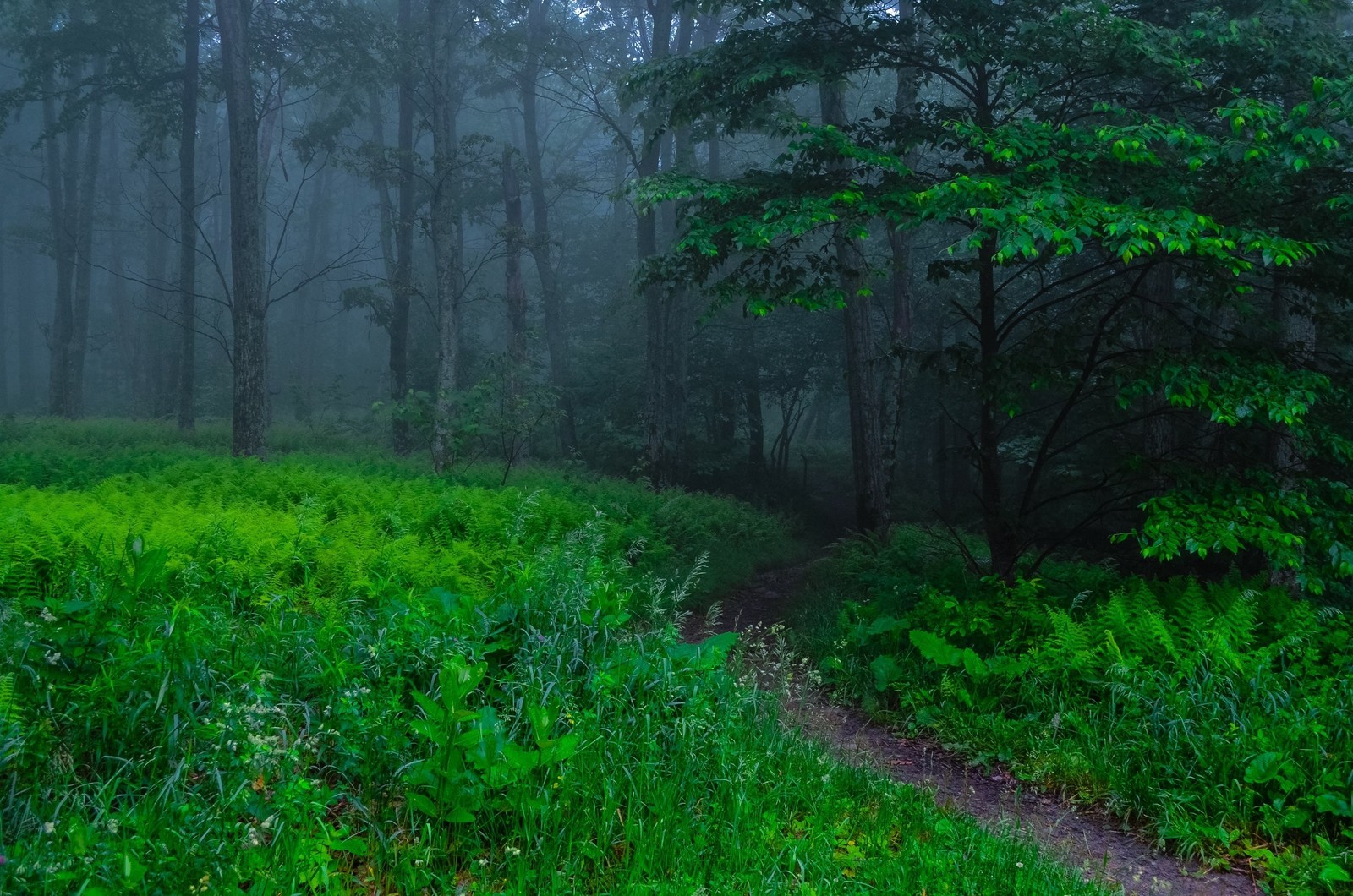 There is a path through a forest with a green field (nature, forest, green, woodland, vegetation)