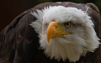 Weißkopfseeadler: majestätischer Greifvogel mit markantem Schnabel und fiercem Blick