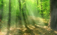 Sentier ensoleillé à travers une forêt ancienne luxuriante