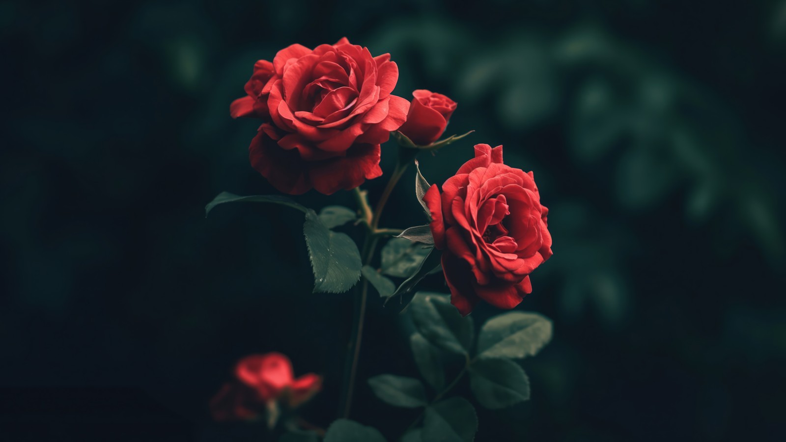 Dos rosas rojas que están creciendo en la oscuridad (rojo, rosa, flor, arte digital)