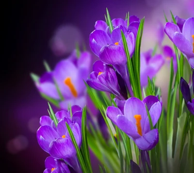 Vibrant Purple Crocuses Blooming in Springtime Grace