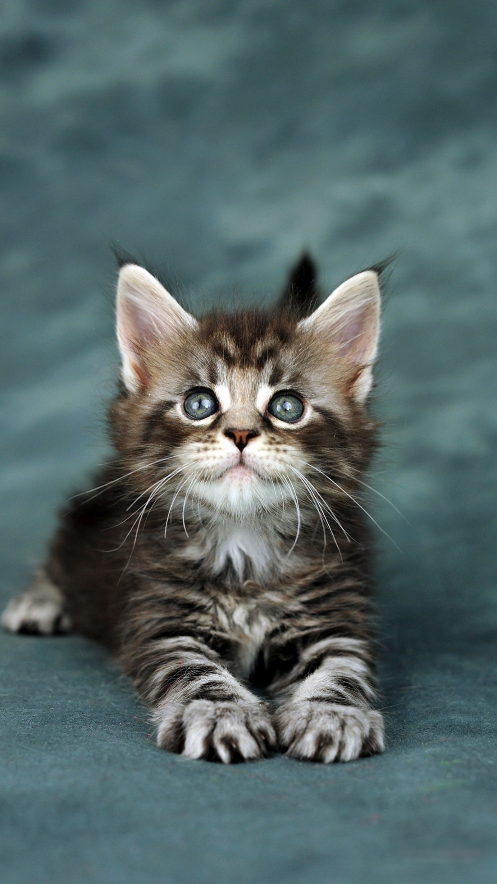 Un petit chaton assis sur une surface bleue (noir, mignon, gris, chaton)