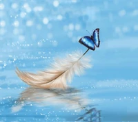 and butterfly, feather