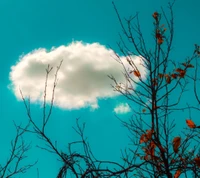 wolke, weiß