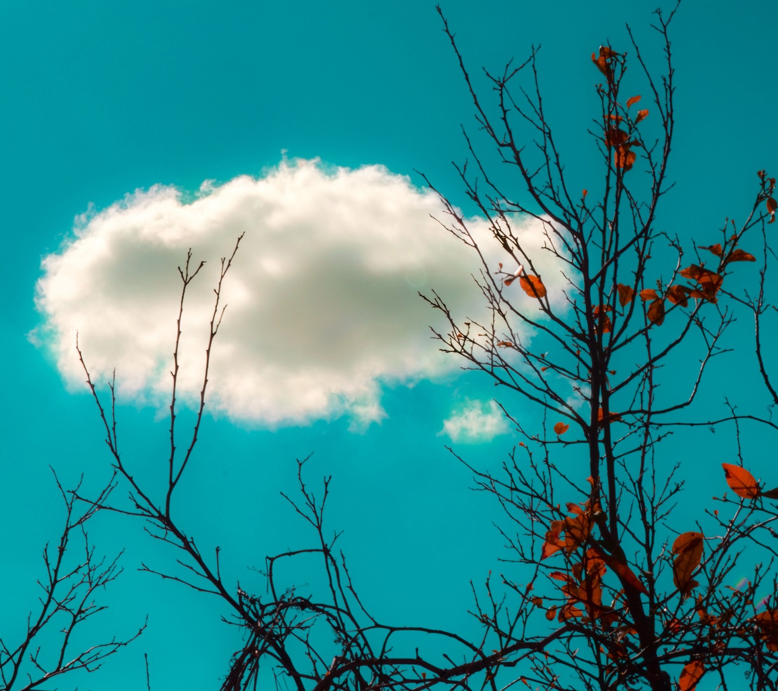 Un nuage flottant dans le ciel au-dessus d'un arbre (nuage, blanc)