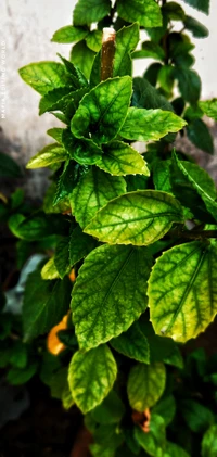 Lush Green Leaves with Intricate Patterns