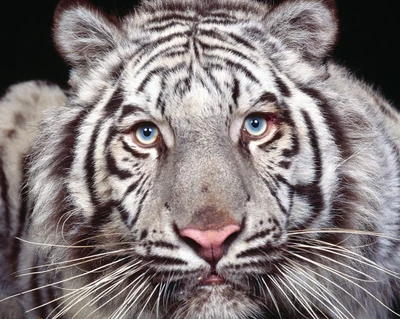 animal, ojos azules, león, salvaje, tigre