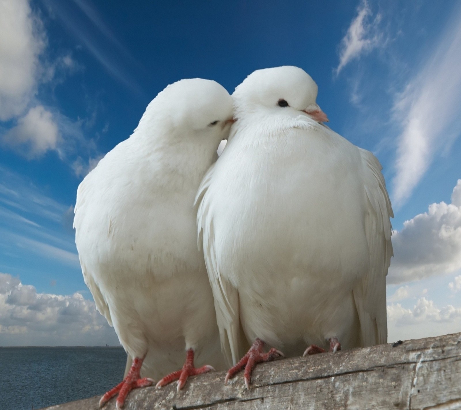 animal, bird, doves, love, nature wallpaper