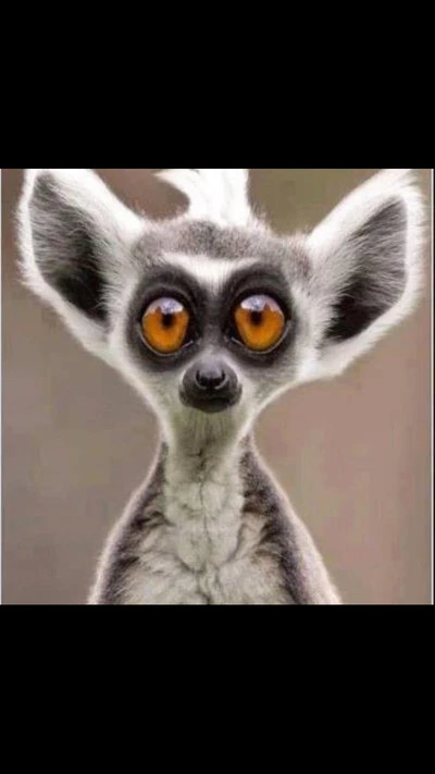 Lemur with striking orange eyes and distinctive large ears.