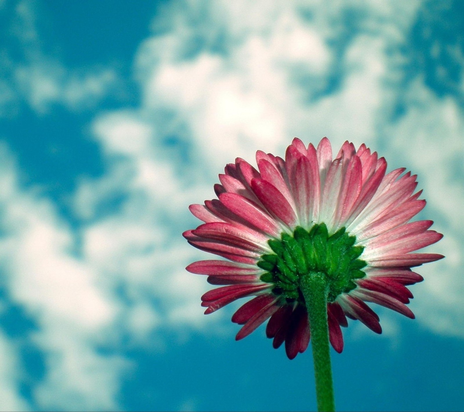 Há uma flor rosa no meio de um caule verde (legal, fofo, flores)