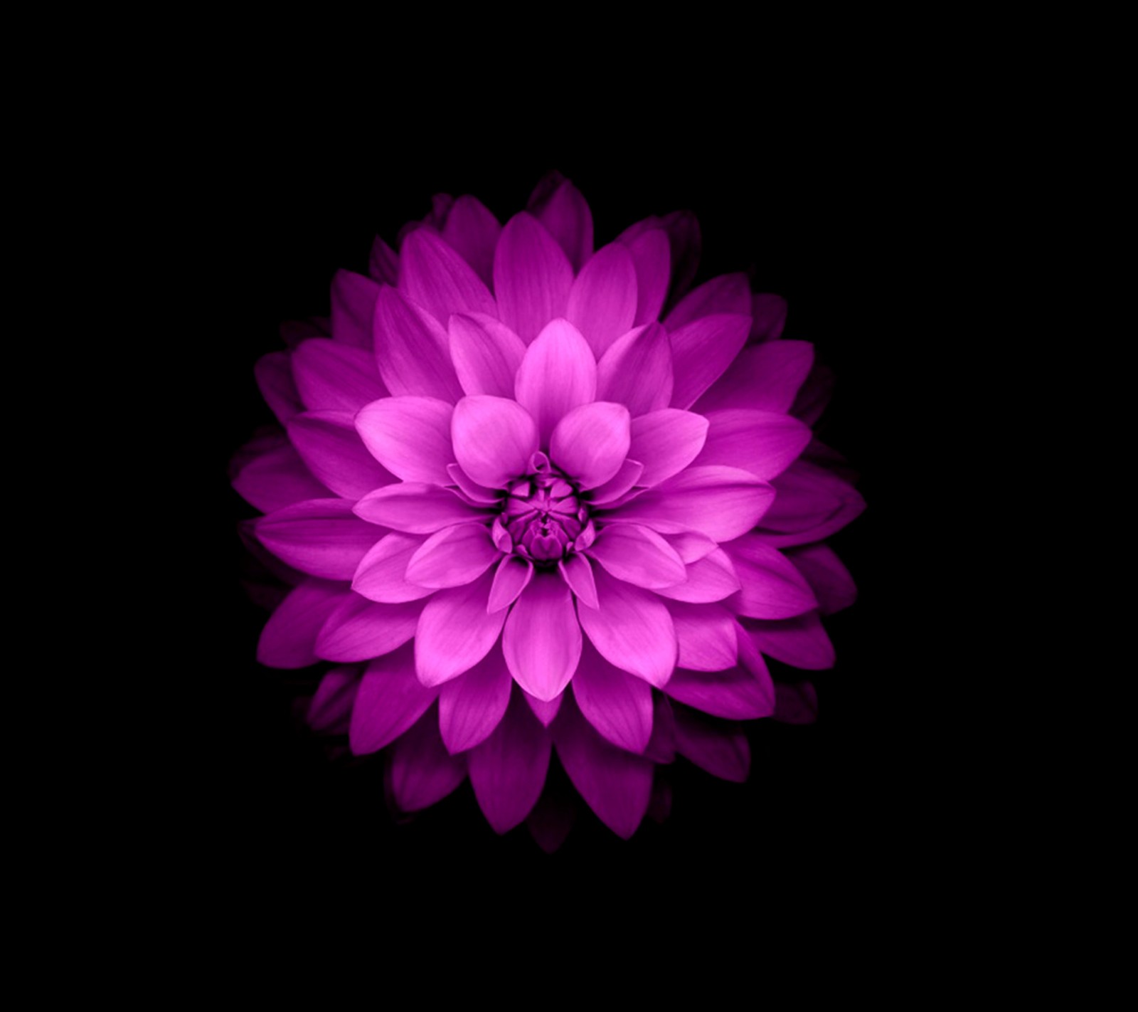 Purple flower on black background with no one in it (flower, pink)