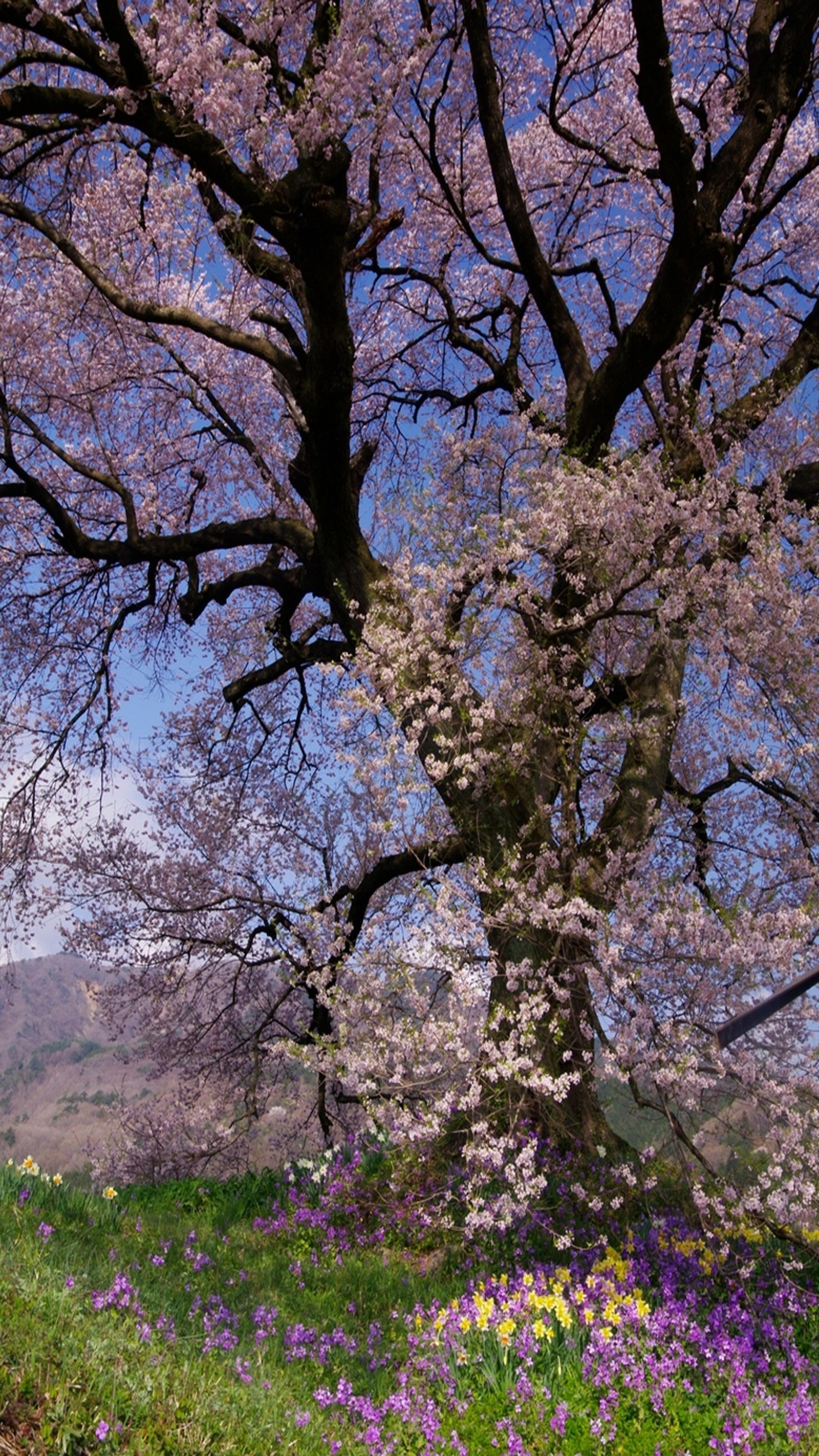 There is a bench under a tree in a field of flowers (landscape, nature)