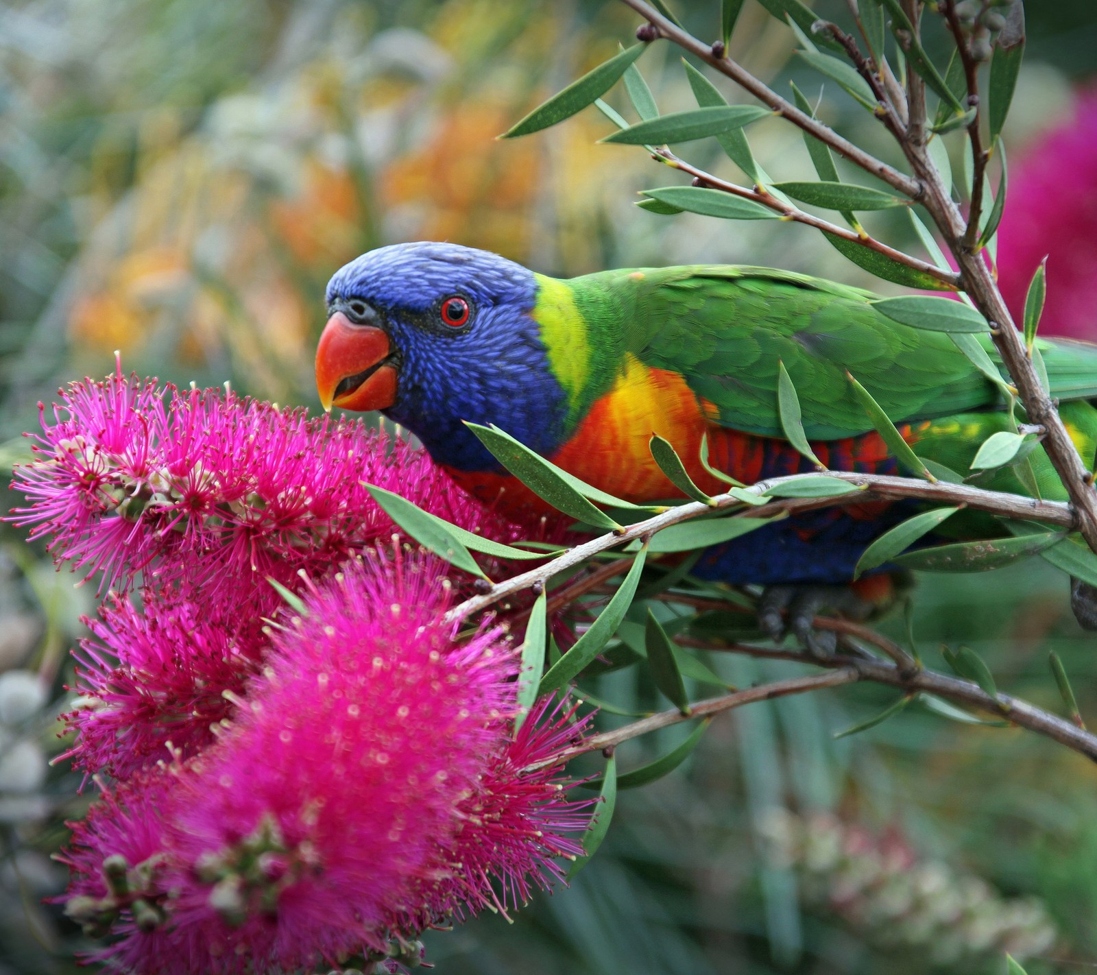 Pájaro de colores brillantes posado en una rama de un árbol con flores (animal, ave, flor, planta)