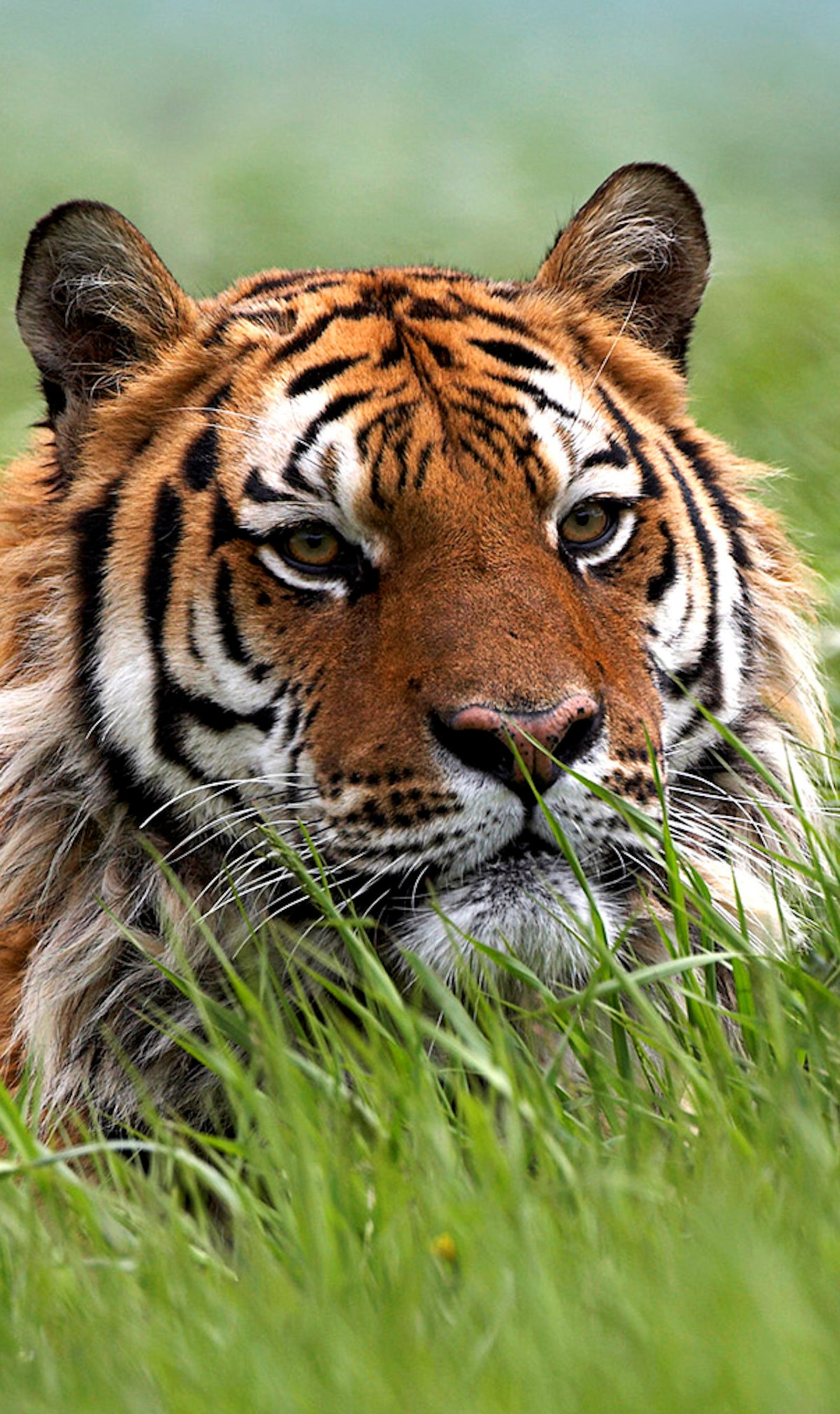 animals, tiger wallpaper