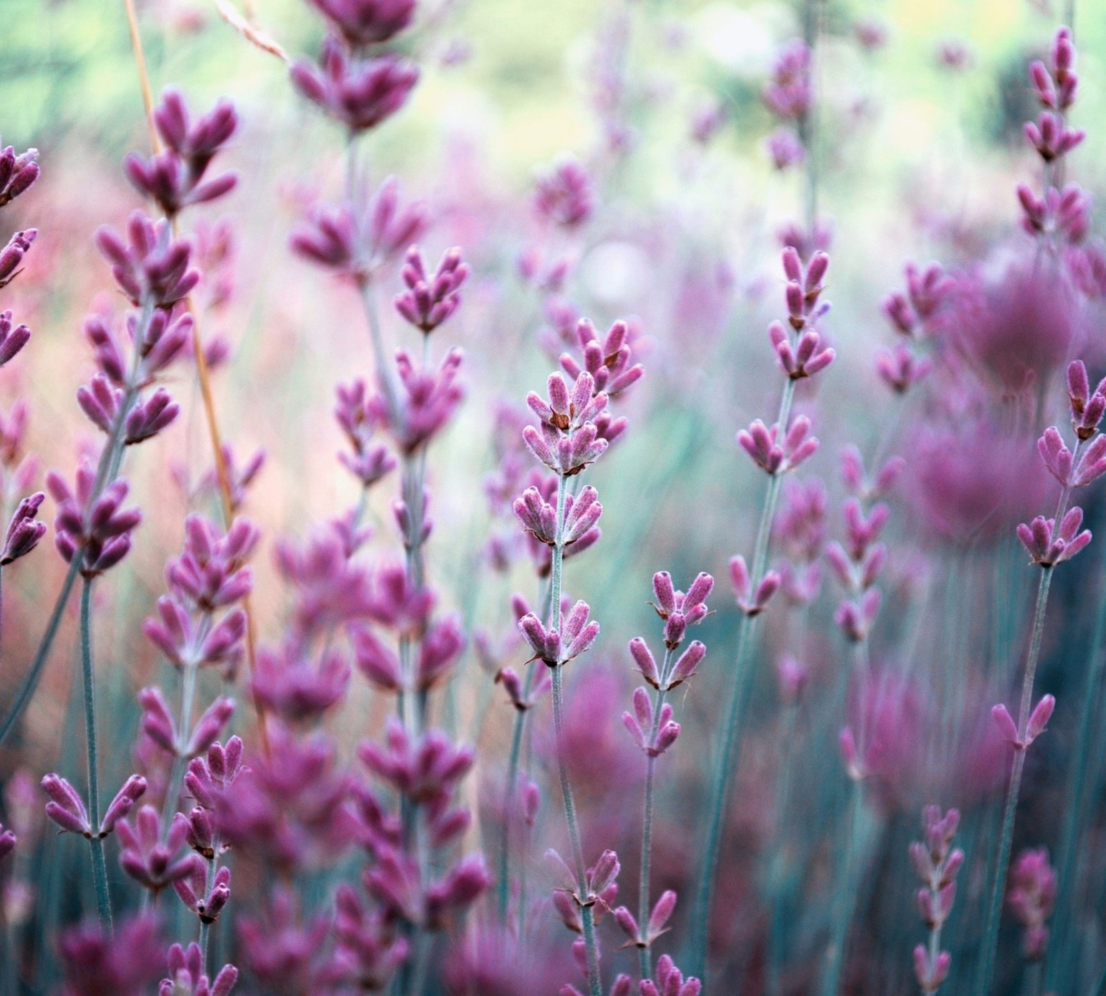 Flores roxas em um campo com um fundo desfocado (flores, paisagem, lavanda, natureza)