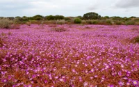 Campo de flores silvestres vibrante en flor