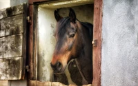 Friesian Stallion Gazing from Stable Window