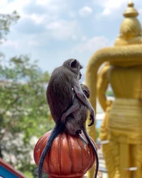 Macaques posados en un ornamento del templo, con un fondo de esculturas doradas y un cielo brillante.