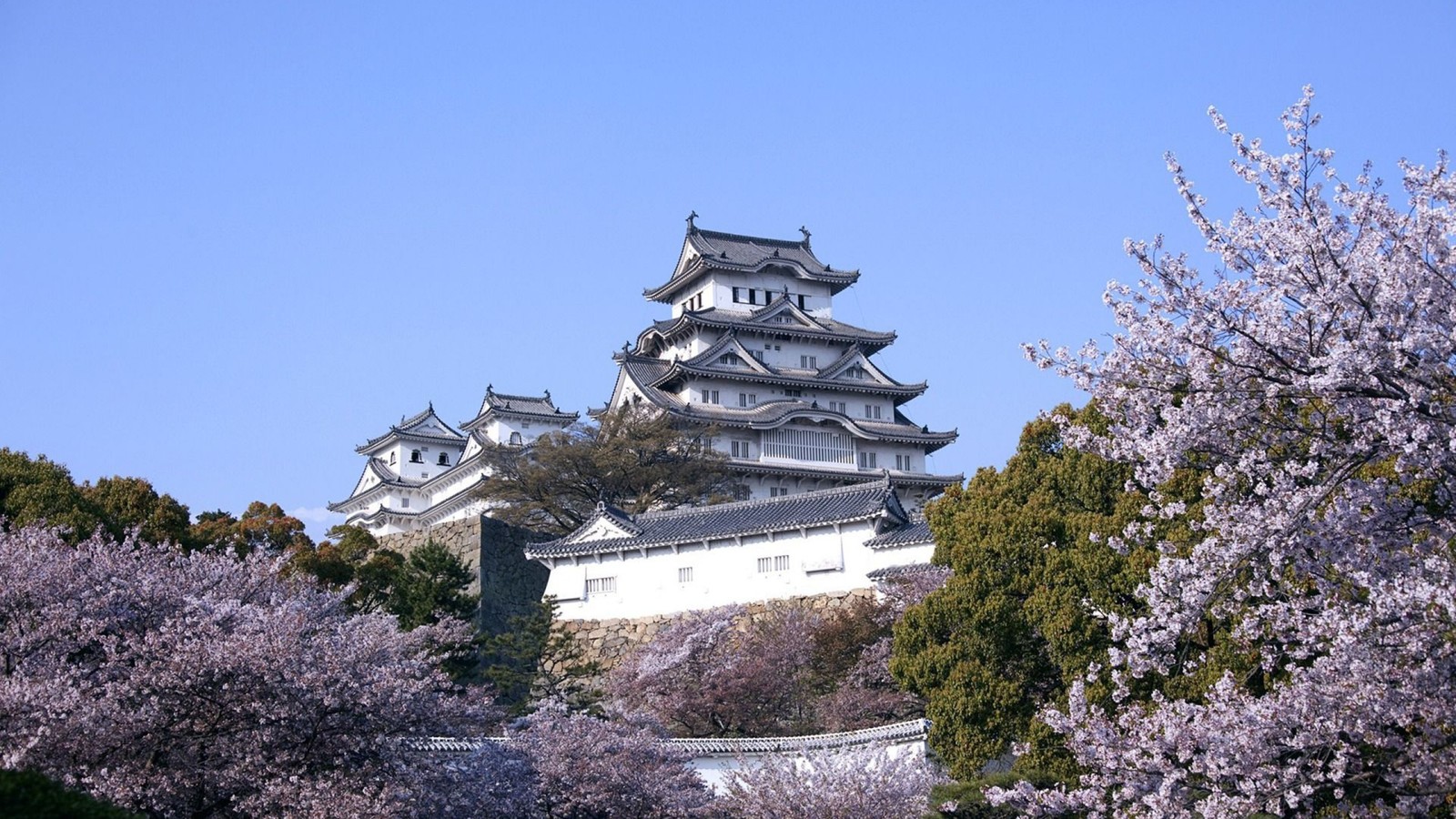 Eine panoramische sicht auf ein schloss mit vielen kirschbäumen (himeji schloss, japanische burg, burg, kirschblüte, blume)