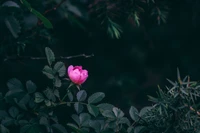 flower, rose, pink, red, petal