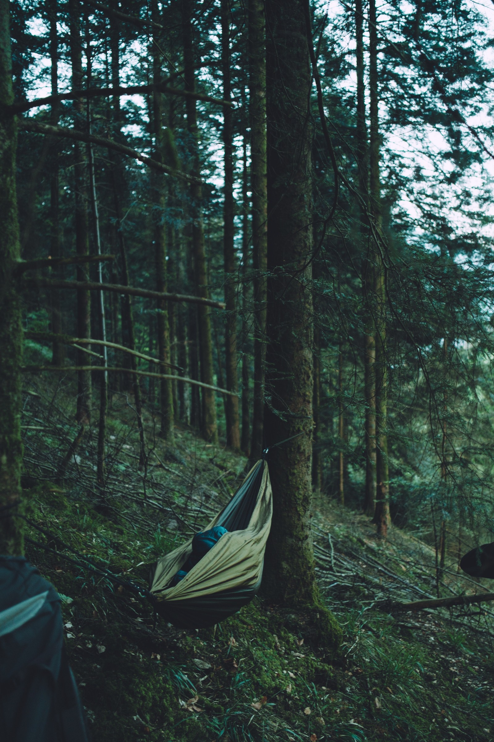 Un hamac qui est suspendu dans les bois (forêt, arbre, réserve naturelle, forêt mixte de conifères, forêt ancienne)