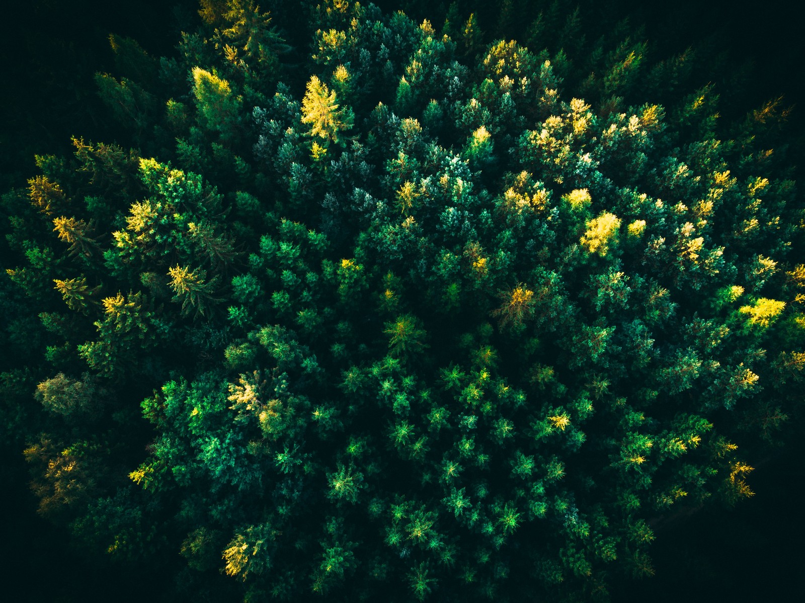 Aerial view of a forest with a green and yellow tree (green trees, forest, aerial view, greenery, drone photo)