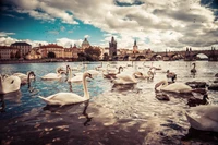 Cena serena de cisnes mudos no rio Vltava com a Ponte Carlos ao fundo