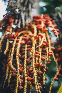 Frutas rojas vibrantes colgando de un árbol tropical