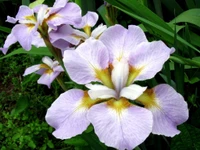 Iris versicolor : Élégantes fleurs violettes en pleine floraison