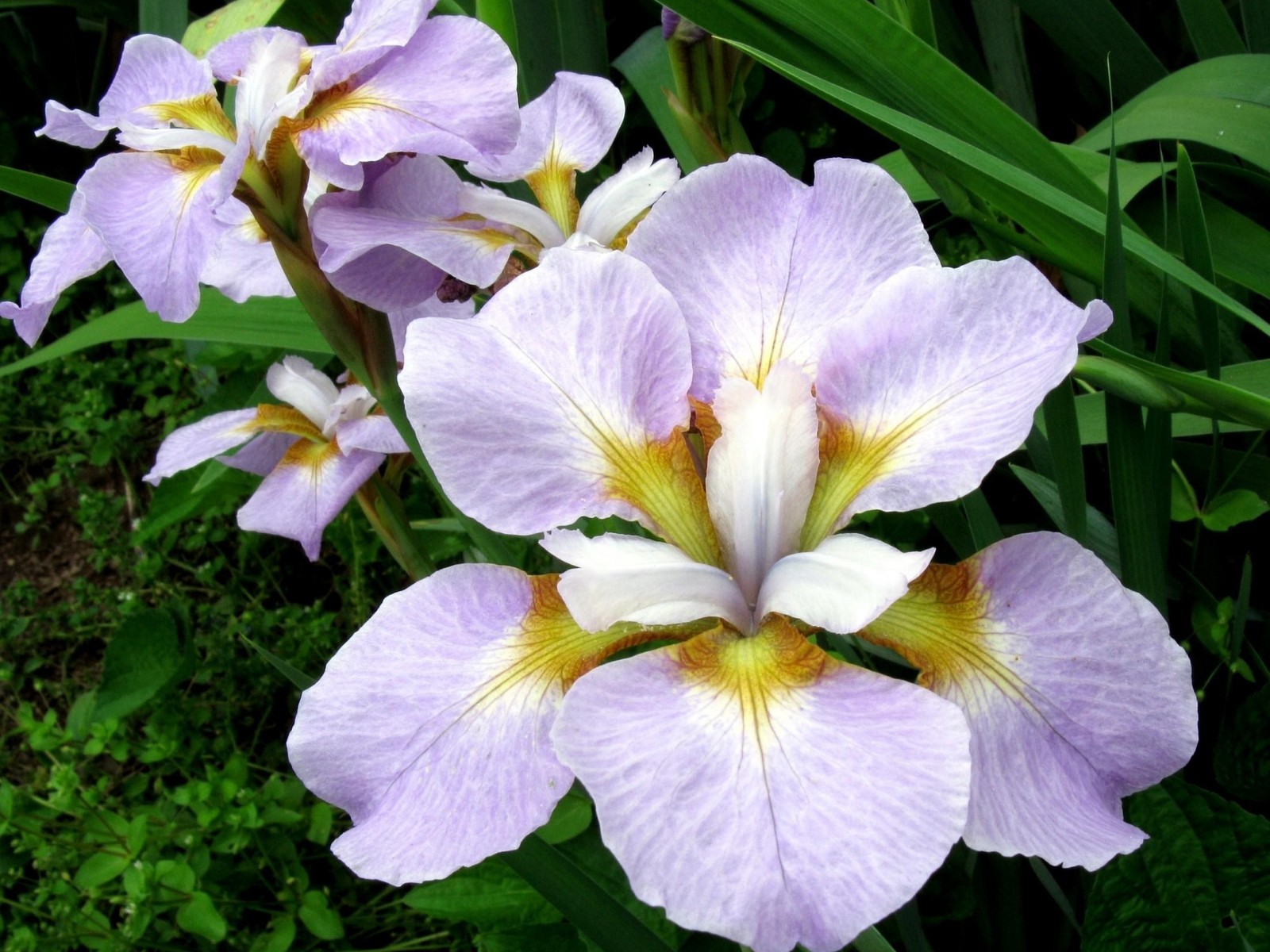 Des fleurs violettes et jaunes fleurissent dans un jardin (iris versicolor, plante à fleurs, plante, pétale, famille iris)