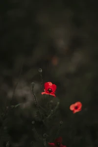 Red Poppy Wildflower in Soft Focus Against a Dark Background