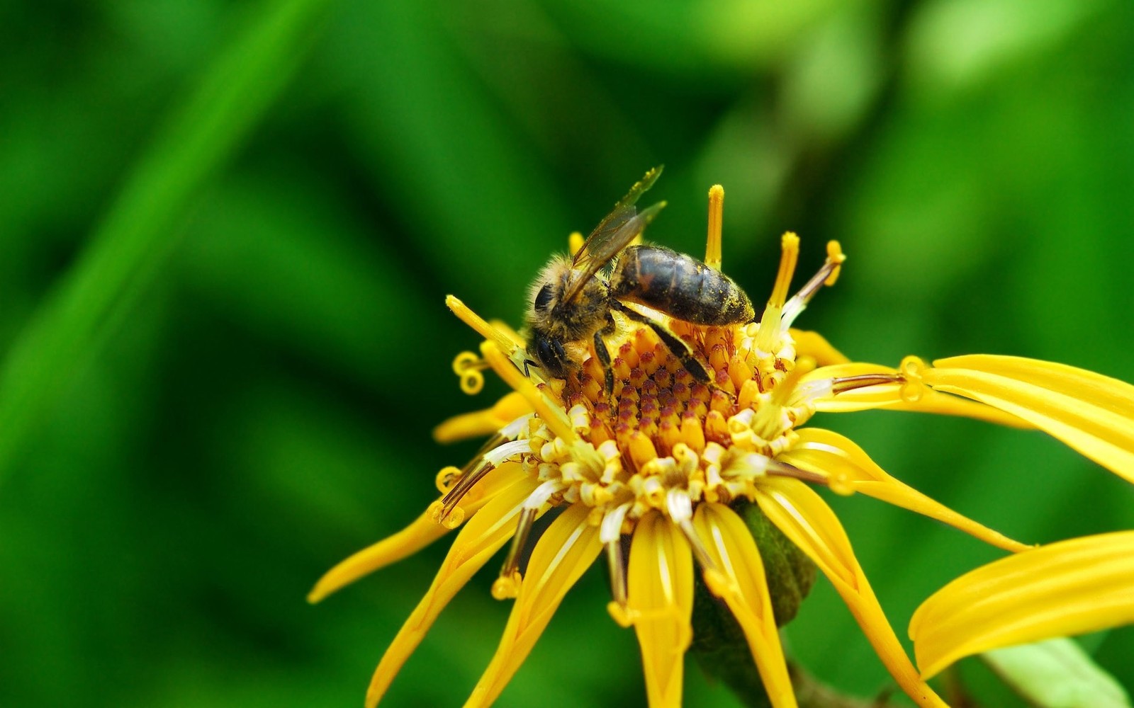 Gros plan d'une abeille sur une fleur jaune avec des feuilles vertes (abeille, insecte, pollinisation, pollen, nectar)