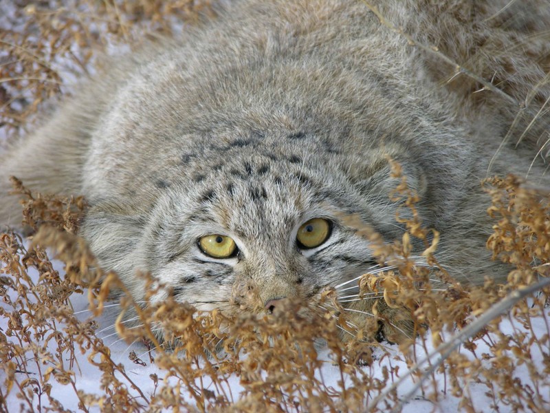 Жираф, лежащий в снегу с открытыми глазами (дикая кошка, котёнок, felidae, дикая природа, усы)