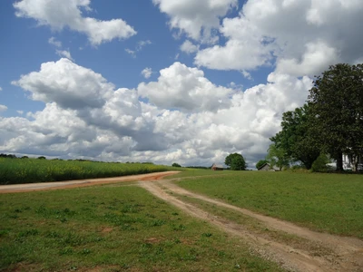 Lush green pasture under a vibrant sky dotted with cumulus clouds, bordered by a winding dirt road and distant trees.