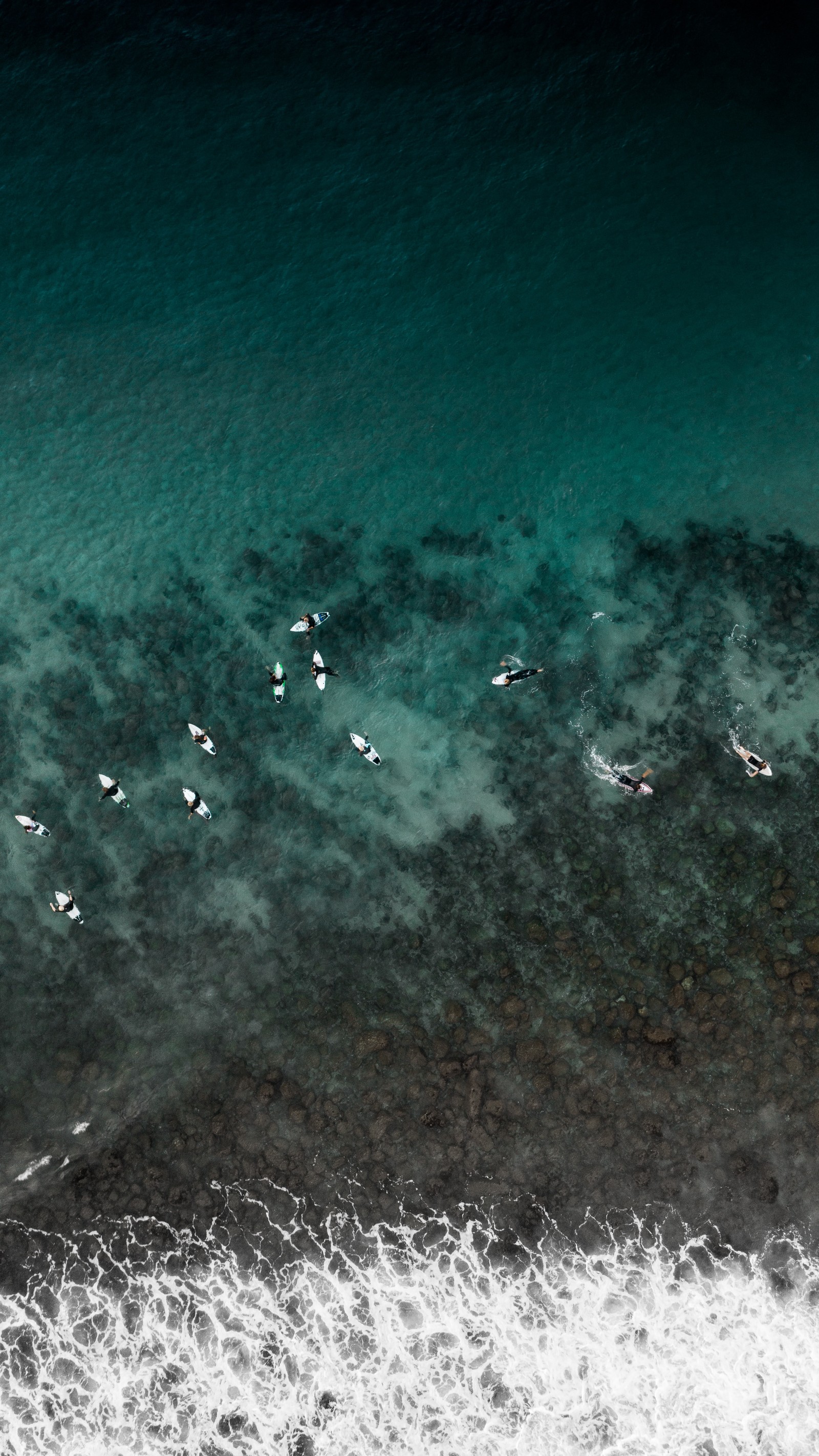 Muitas aves voando sobre a água na praia (azul, turquesa, água, verde, mar)