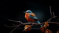 Ein lebhaftes Vogel sitzt auf einem Ast und zeigt auffälliges blaues und oranges Gefieder vor einem dunklen Hintergrund.