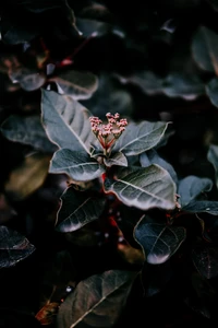 Primer plano de hojas verdes exuberantes con brotes de flores emergentes