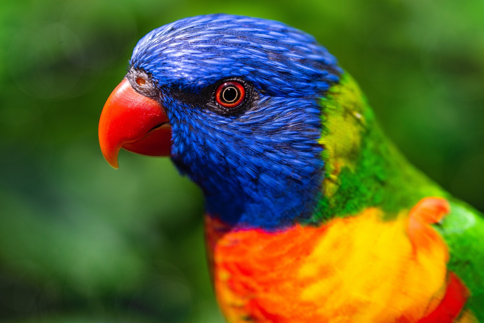 Um pássaro de cores brilhantes com bico laranja e olhos azuis em frente a folhagens verdes (lorikeet arco íris, papagaio, colorido, pássaro, multicolorido)