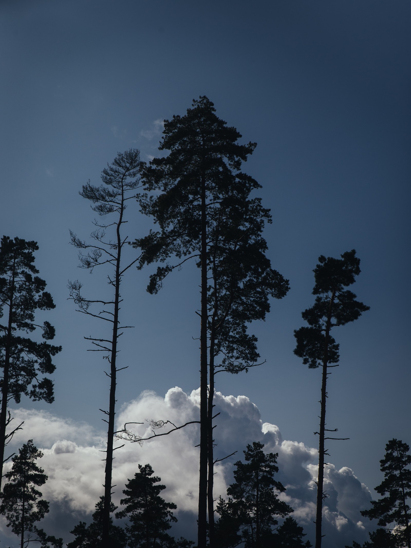 Hay muchos árboles que están de pie en la oscuridad (nube, pino, árbol, planta leñosa, bioma)