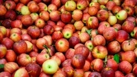 Una vibrante variedad de manzanas rojas y verdes frescas.