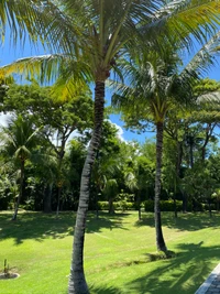 vegetación, planta, árbol, planta leñosa, planta terrestre