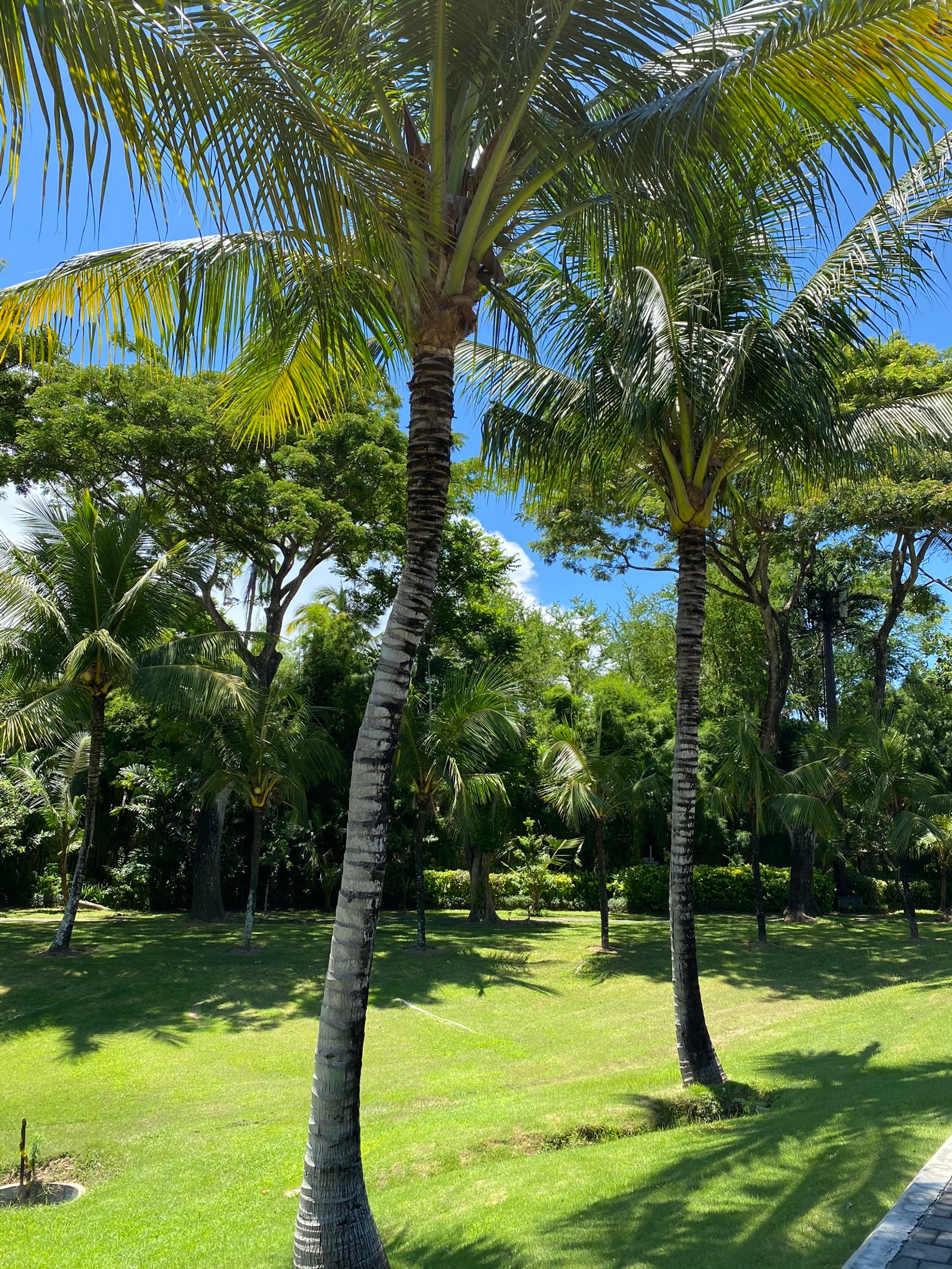 Há um banco sob uma palmeira em um parque (vegetação, planta, árvore, planta lenhosa, planta terrestre)